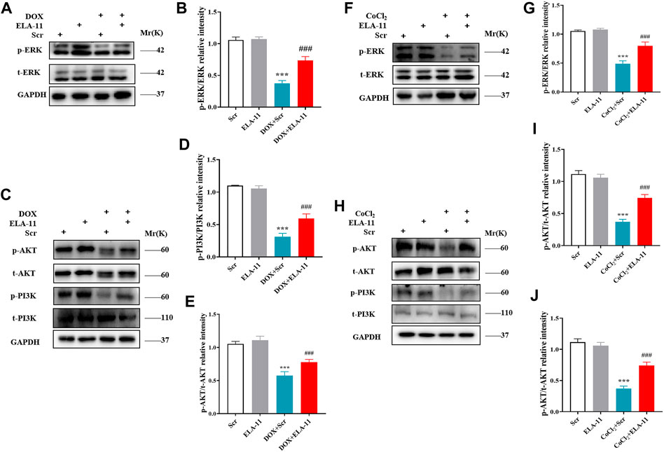 Frontiers | ELA-11 protects the heart against oxidative
