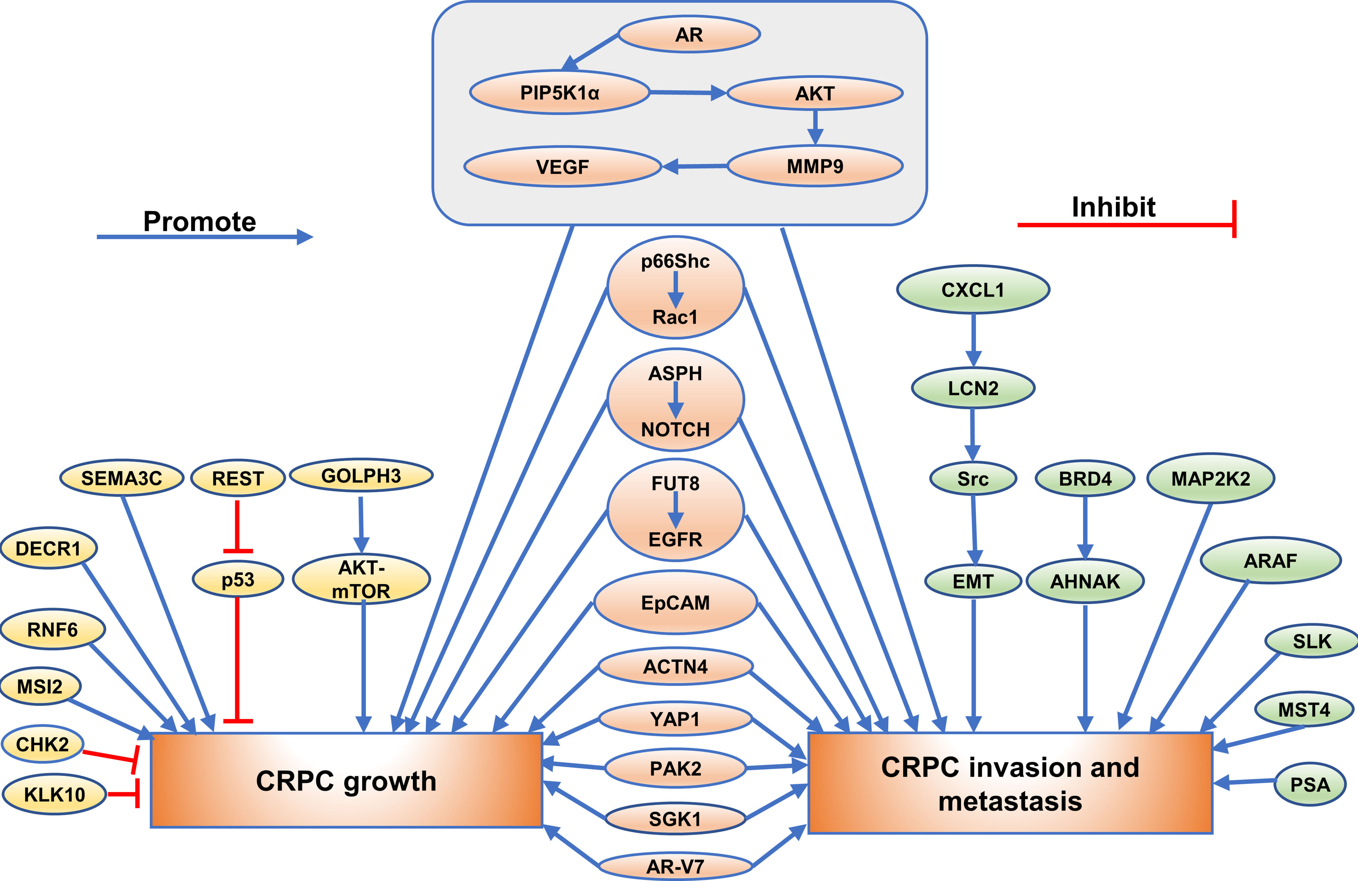 PDF) ACTN4 gene amplification is a predictive biomarker for