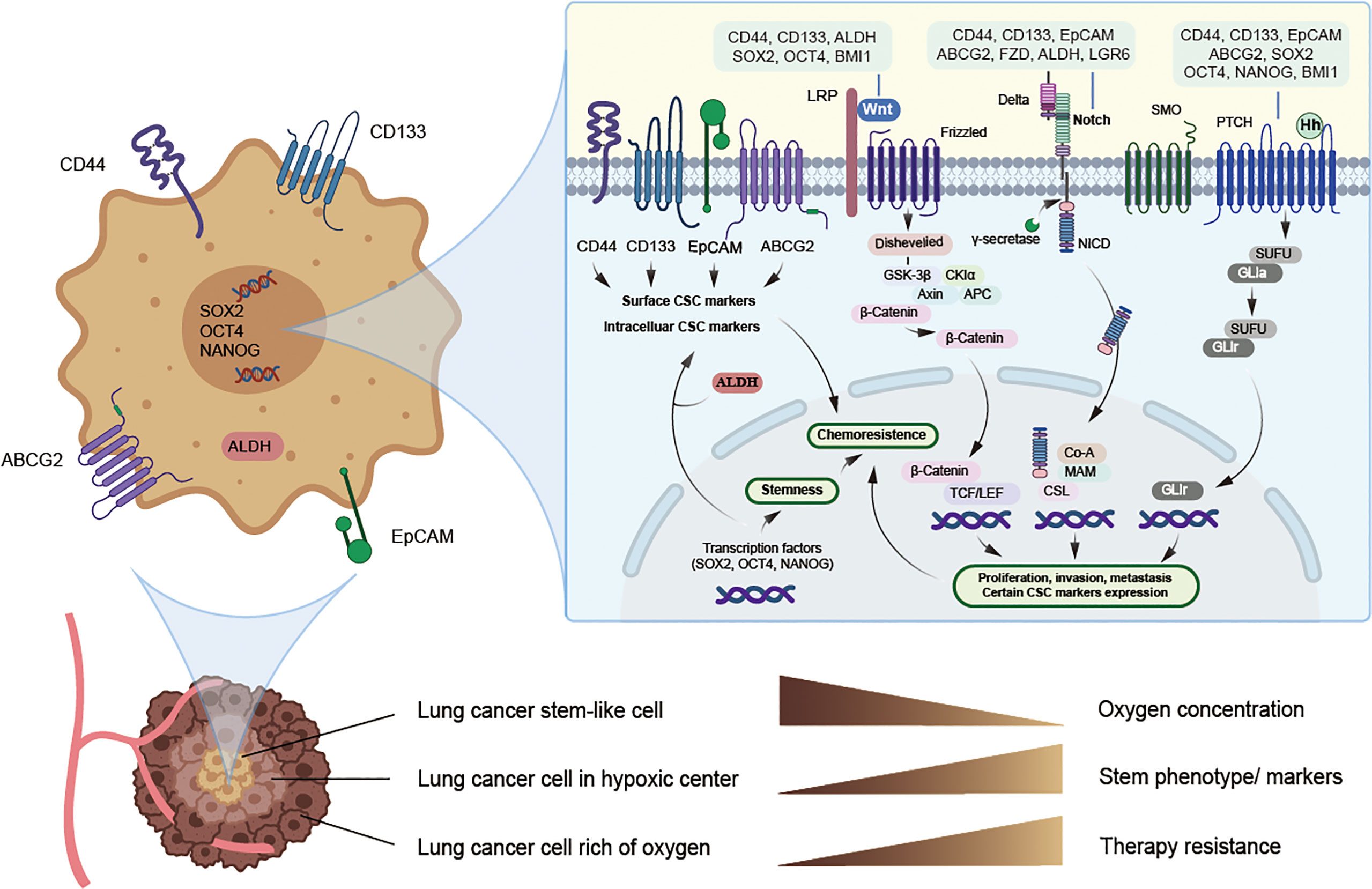 lung cancer cells diagram