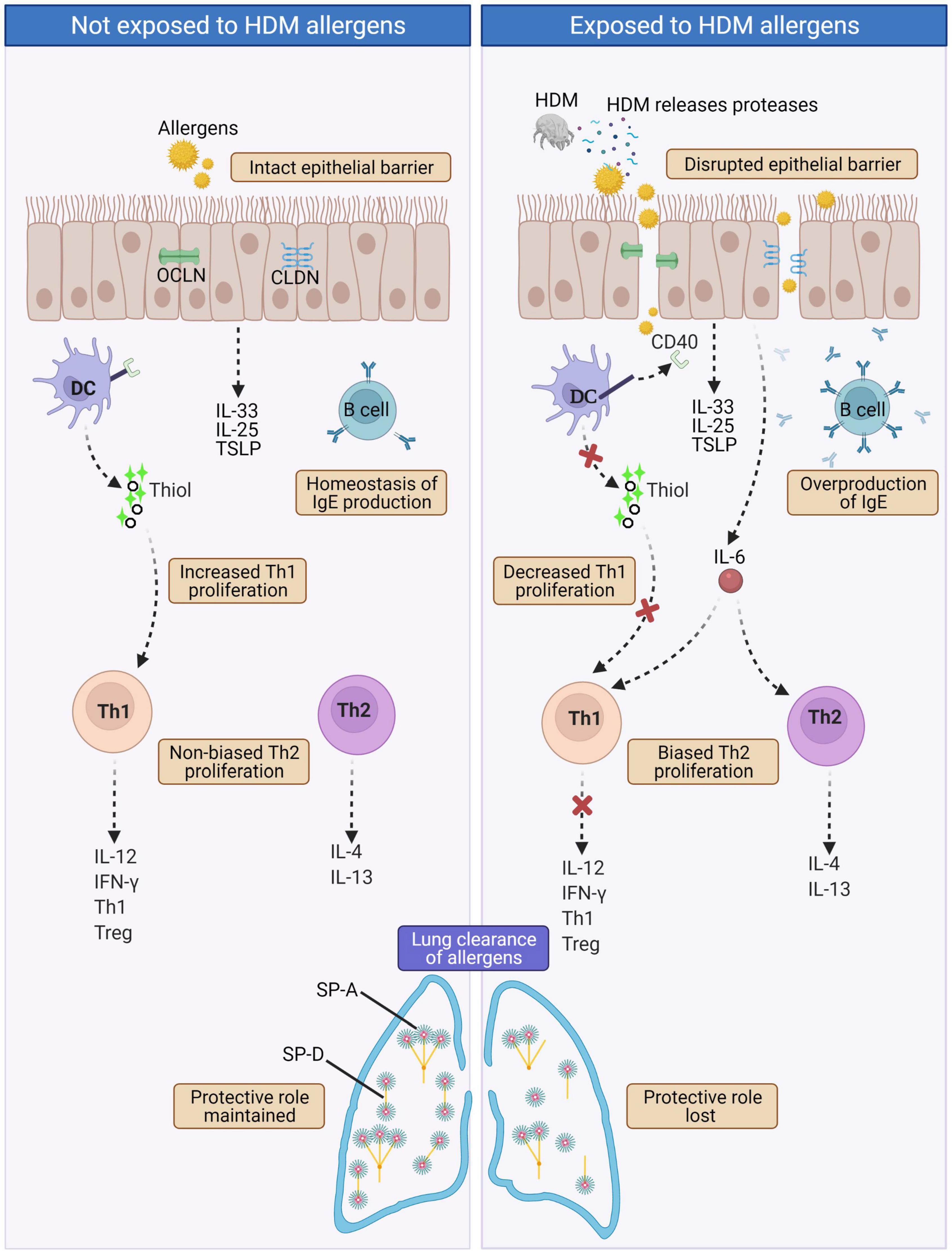 The Complex Pathophysiology Of Allergic Rhinitis: Scientific Rationale ...