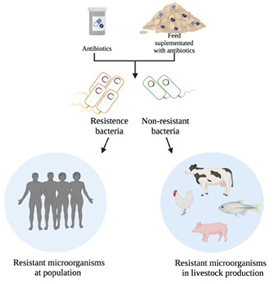 Frontiers | Antimicrobial Peptides Controlling Resistant Bacteria in Animal  Production