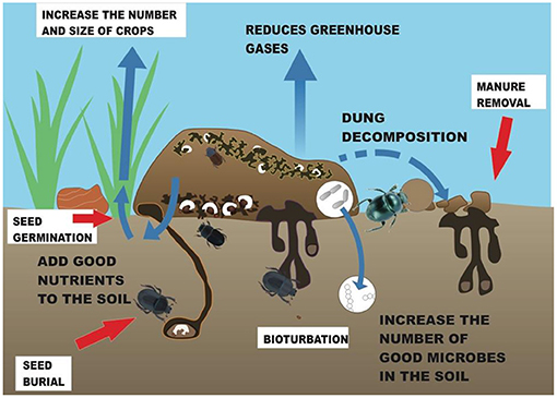 Figure 1 - The role of dung beetles in removing manure helps to reduce greenhouse gases and accelerate dung decomposition.