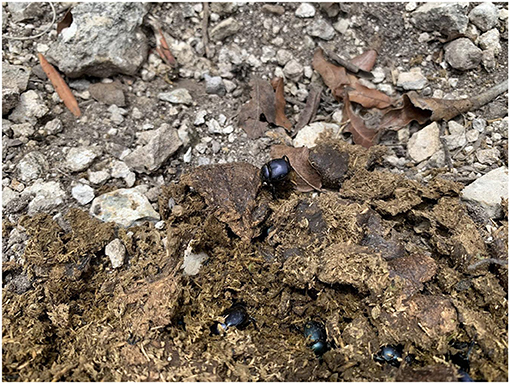 Figure 2 - Several roller dung beetles of the species Canthon humectus removing cow dung in a field in a semiarid environment in Mexico.