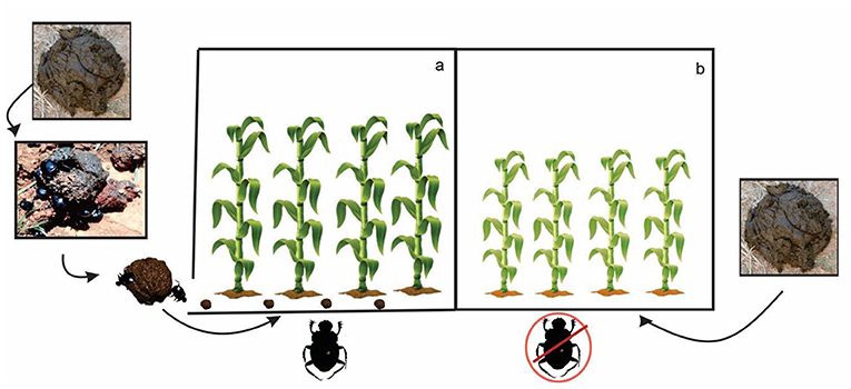 Figure 3 - We measured the growth of corn plants in the presence of 100 g of manure under two different conditions.