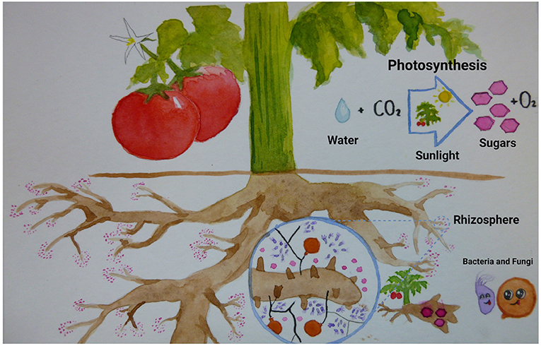 Figure 1 - The below-ground compartment around the roots is called the rhizosphere.