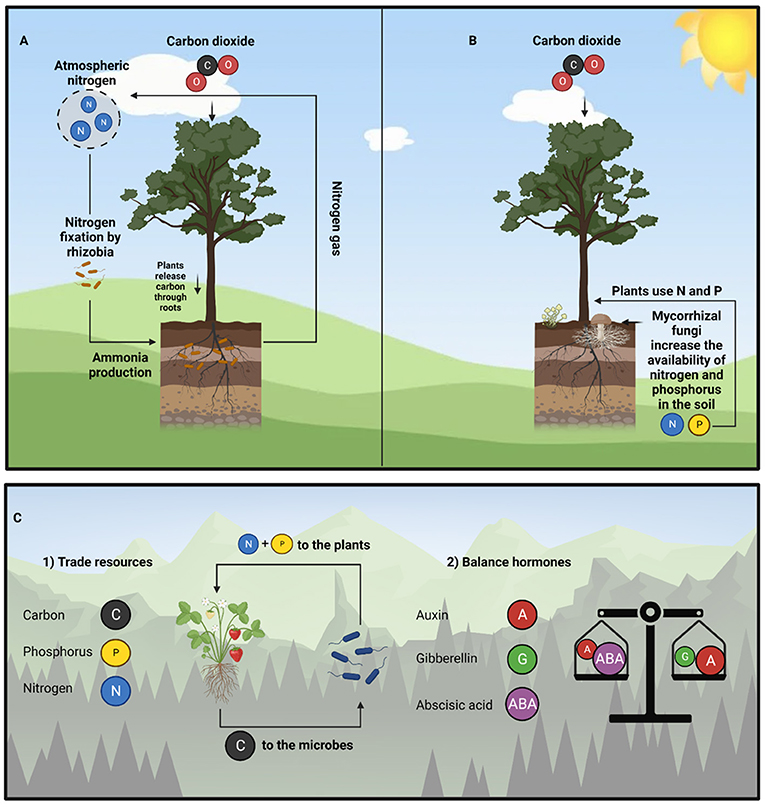 Figure 2 - Common ways that bacteria and fungi partner with plants.