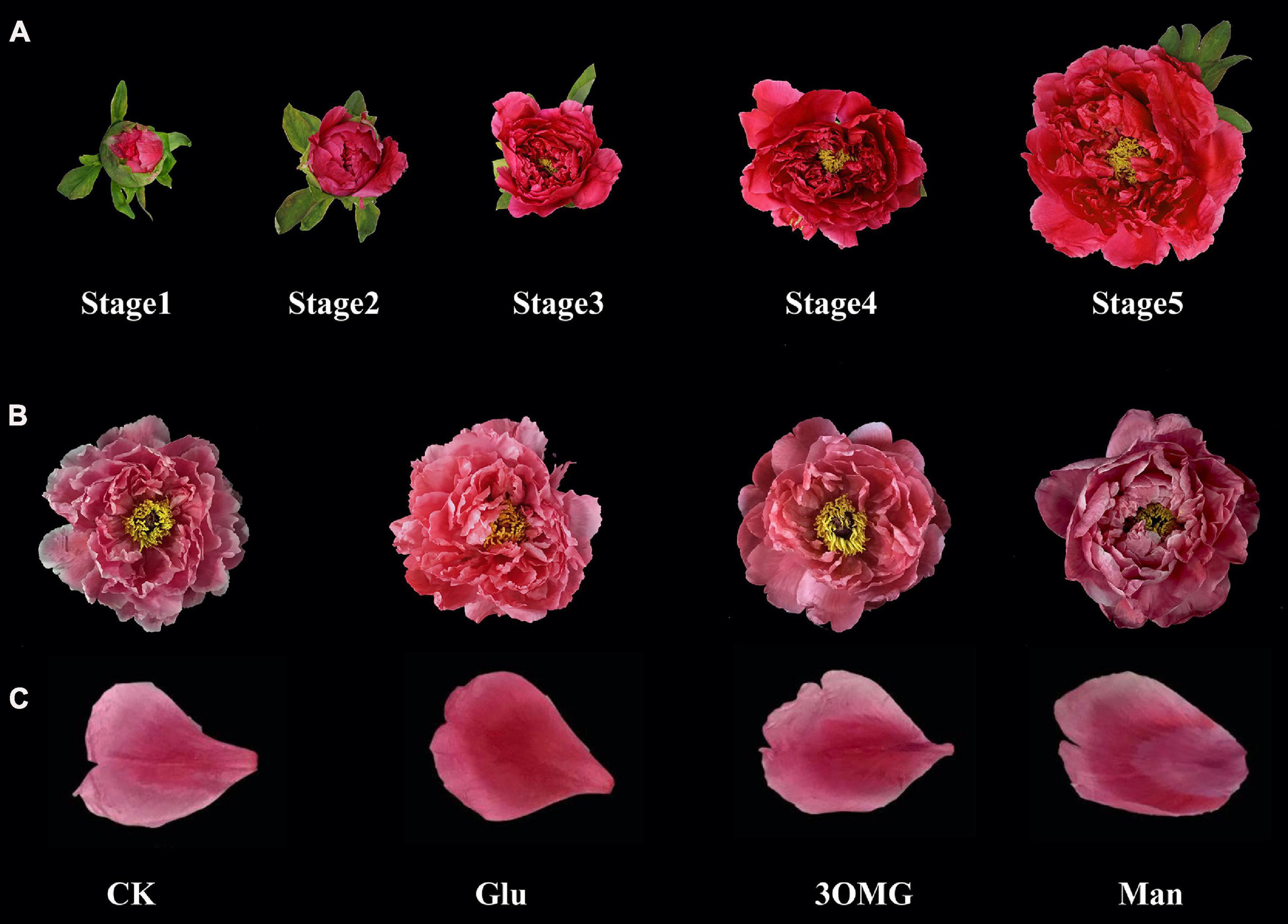 Frontiers  Glucose Supply Induces PsMYB2-Mediated Anthocyanin Accumulation  in Paeonia suffruticosa 'Tai Yang' Cut Flower