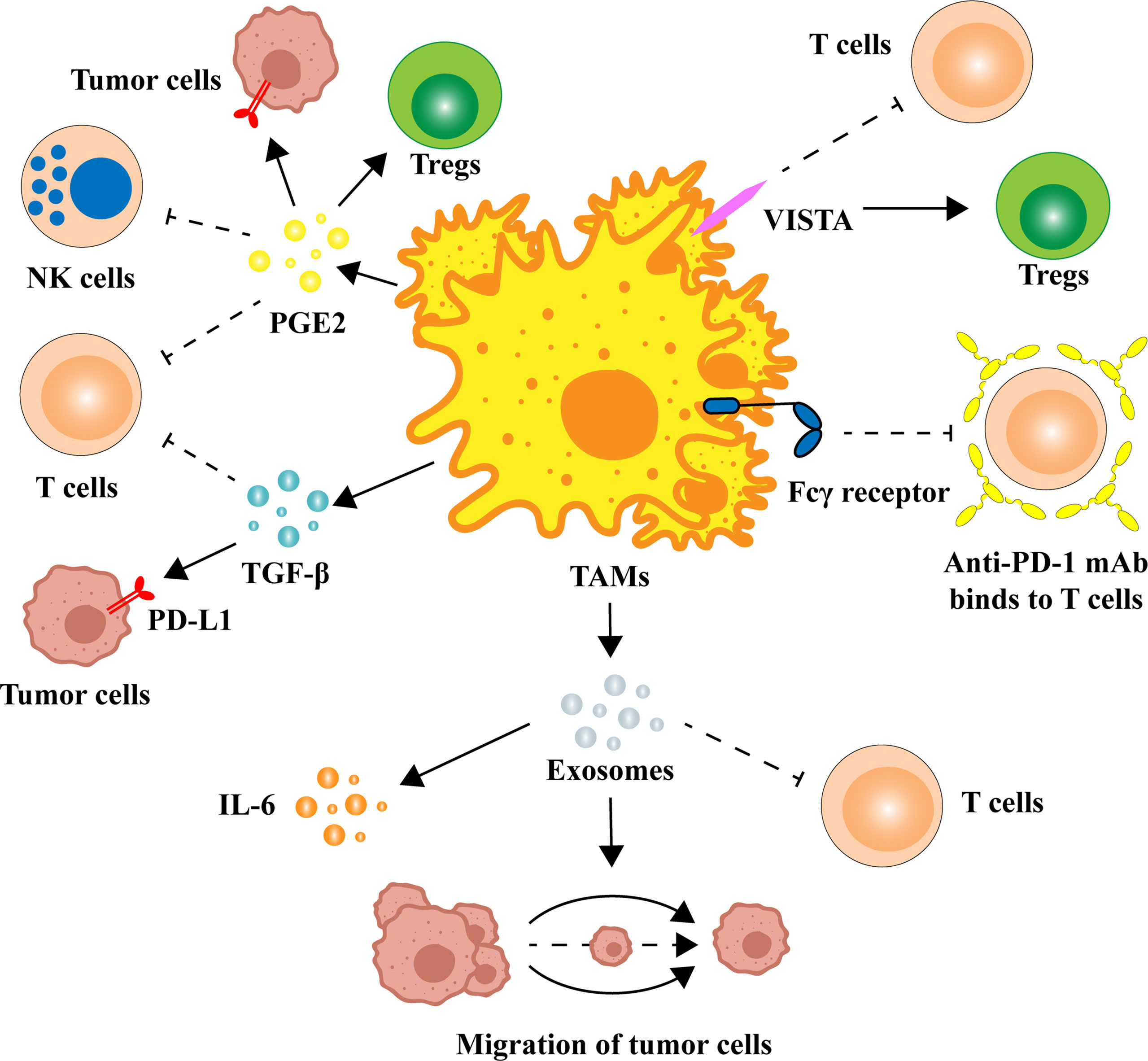 Frontiers Tumor Associated Macrophages Regulate Pd 1 Pd L1