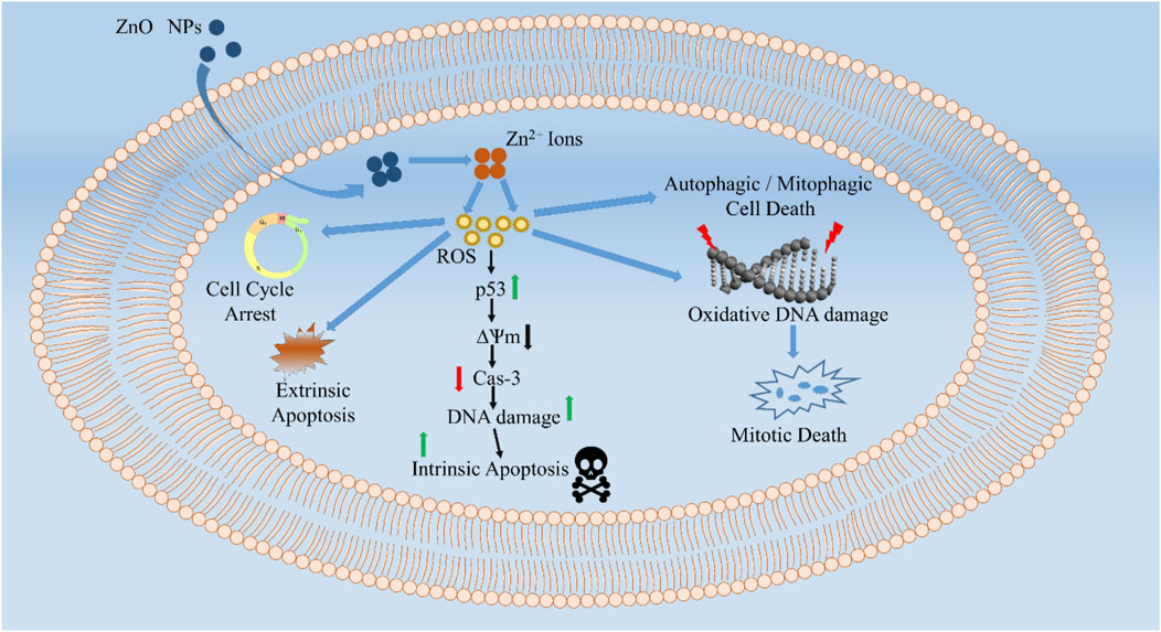 Full article: Biomedical Potential of Plant-Based Selenium Nanoparticles: A  Comprehensive Review on Therapeutic and Mechanistic Aspects