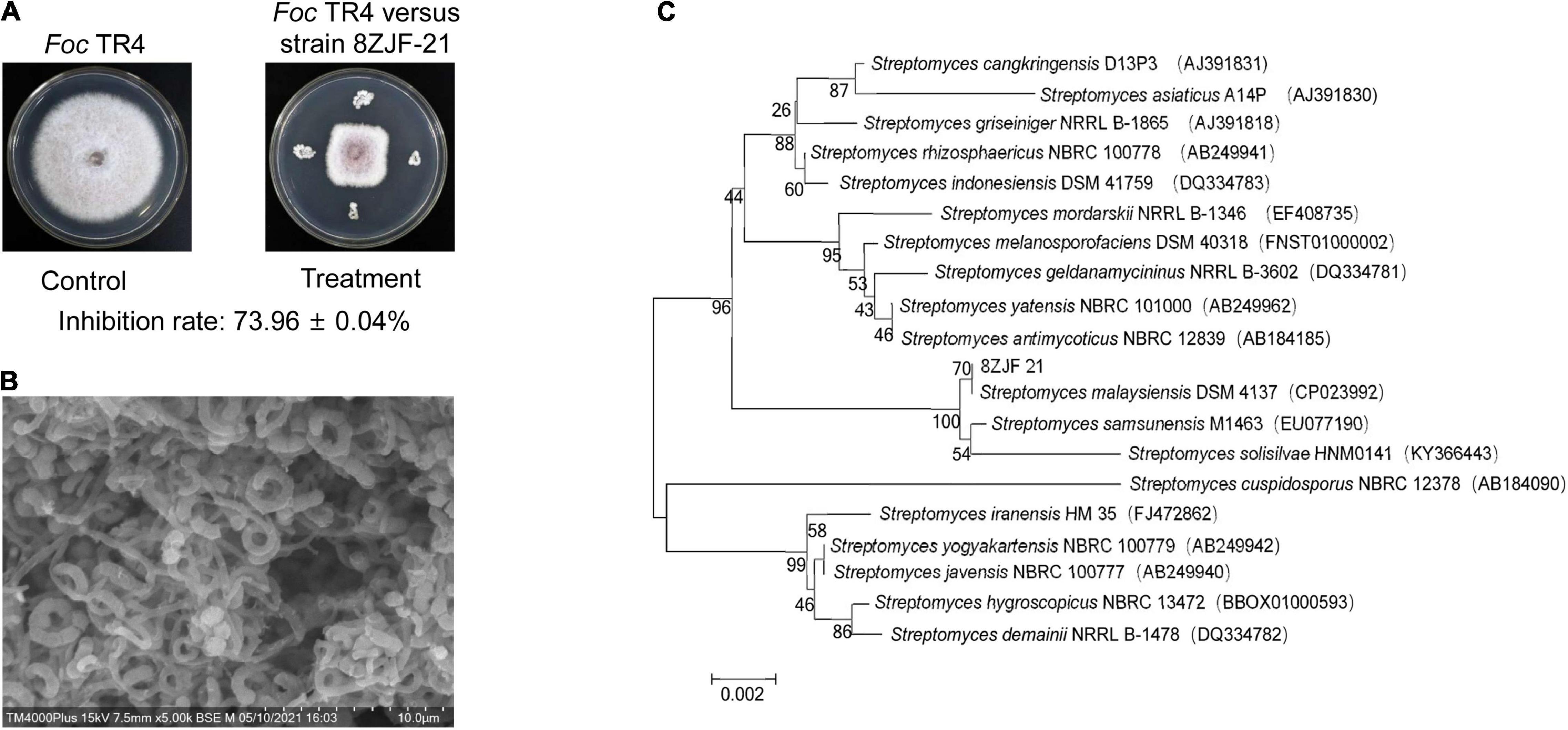 Frontiers  Biocontrol Potential of Endophytic Streptomyces