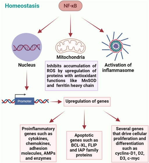 Cautionary notes on the use of NF-κB p65 and p50 antibodies for CNS studies, Journal of Neuroinflammation