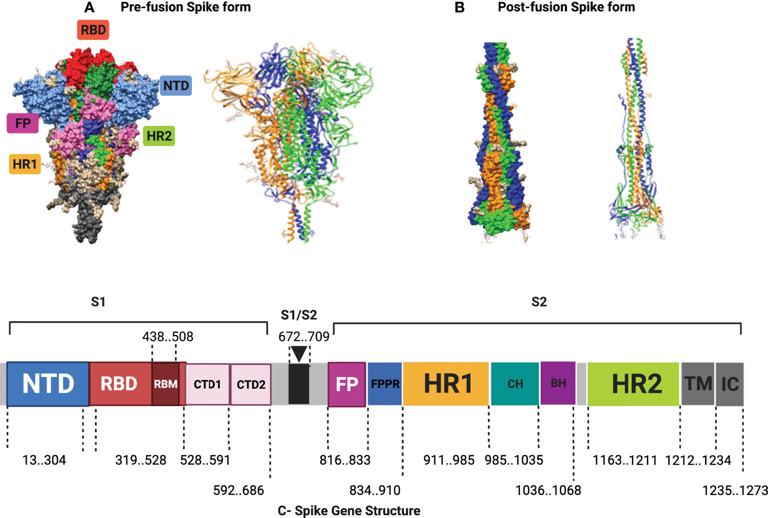 Frontiers  A Bioinformatics Approach to Investigate Structural and  Non-Structural Proteins in Human Coronaviruses