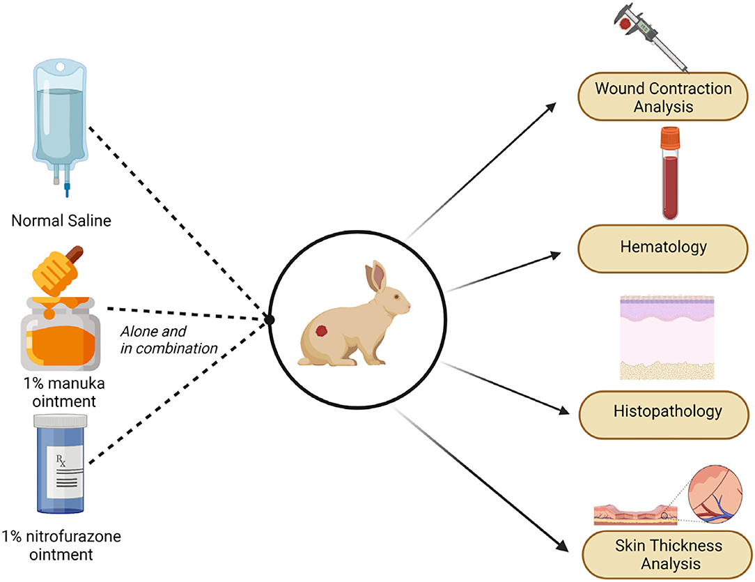 Rabbit wound treatment 2025