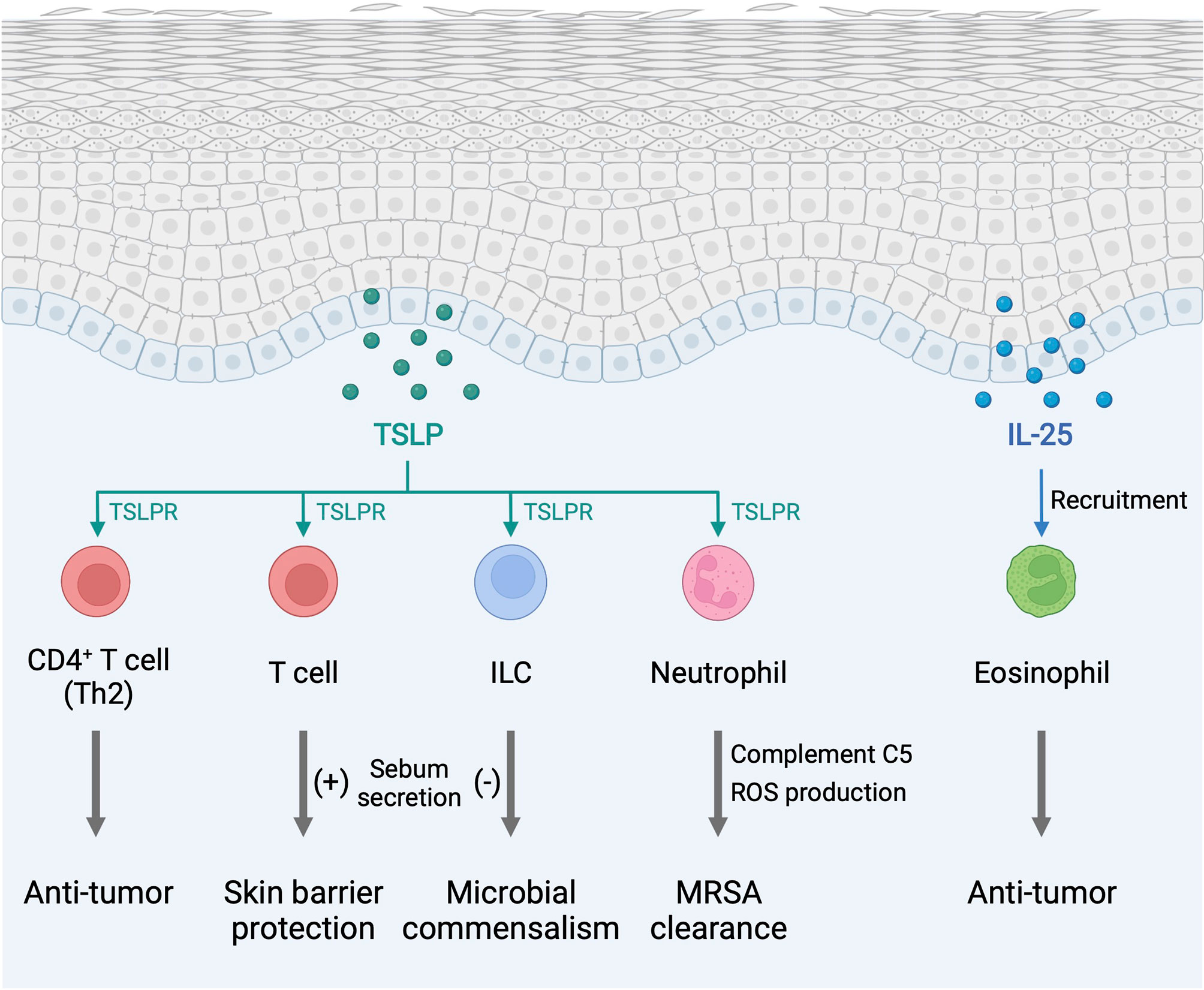 Frontiers Alarmin Cytokines As Central Regulators Of Cutaneous Immunity