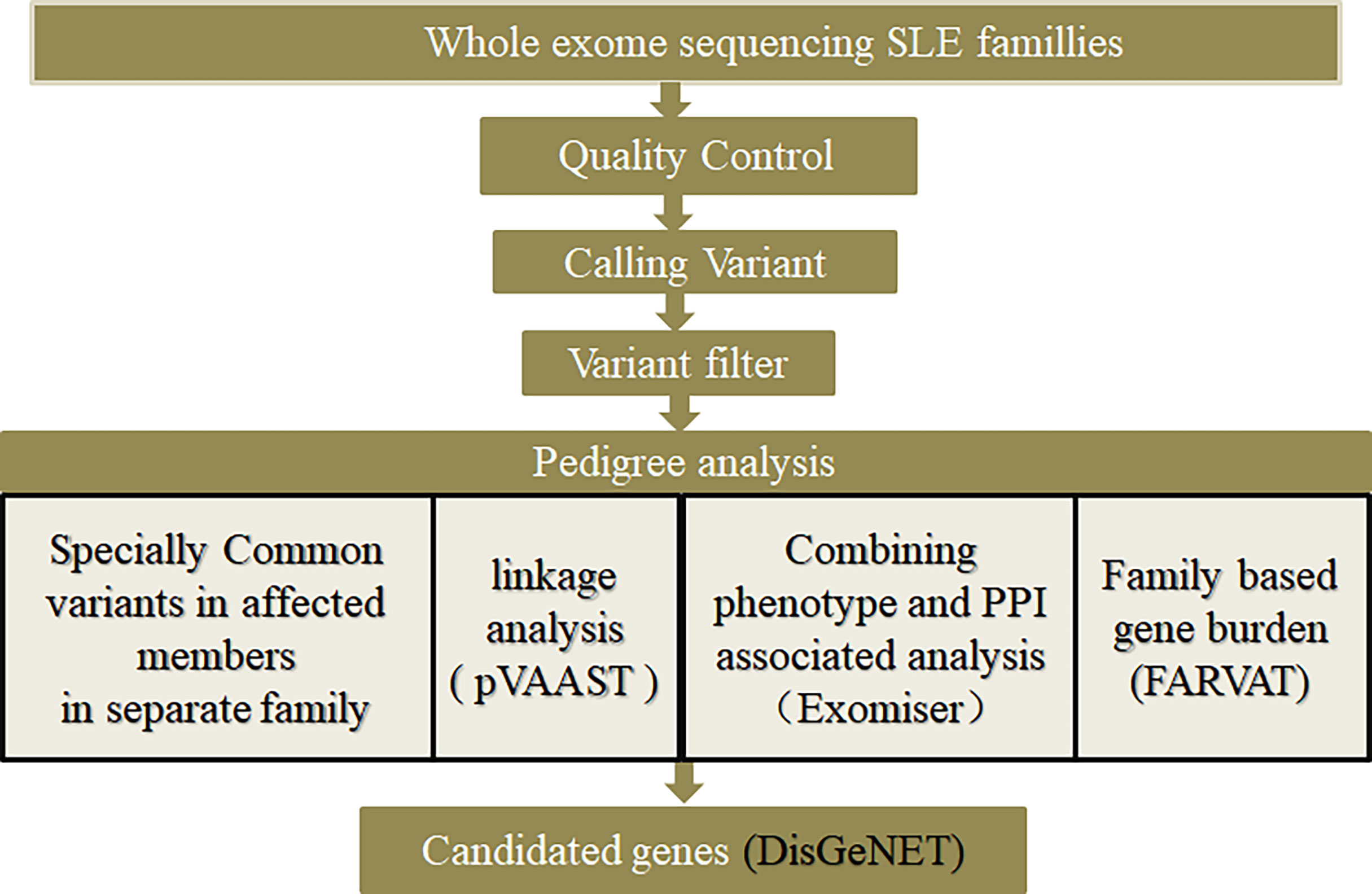 Frontiers A Novel Gene Cdc27 Causes Sle And Is Associated With The Disease Activity