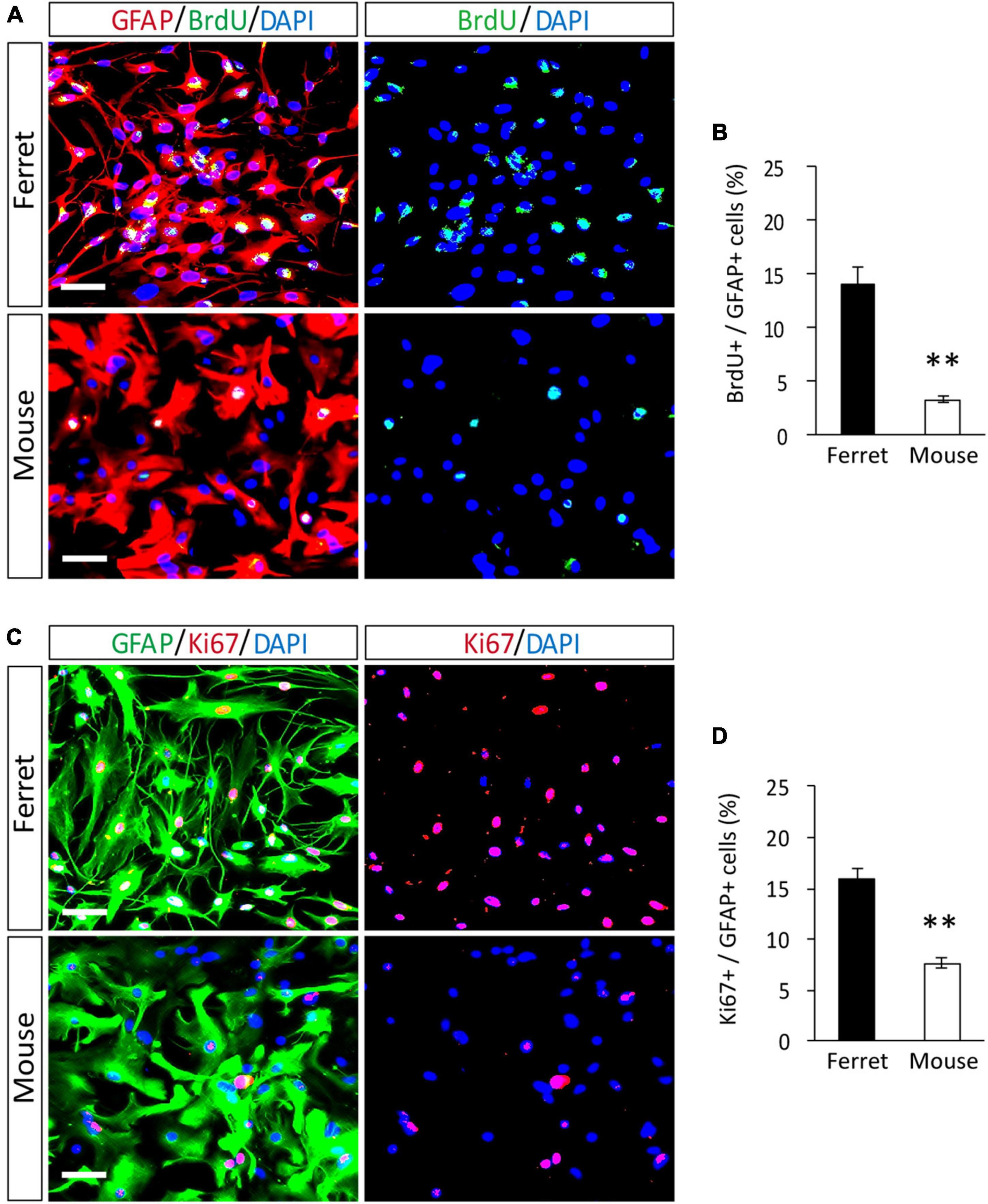 Frontiers | Isolation of ferret astrocytes reveals their morphological ...