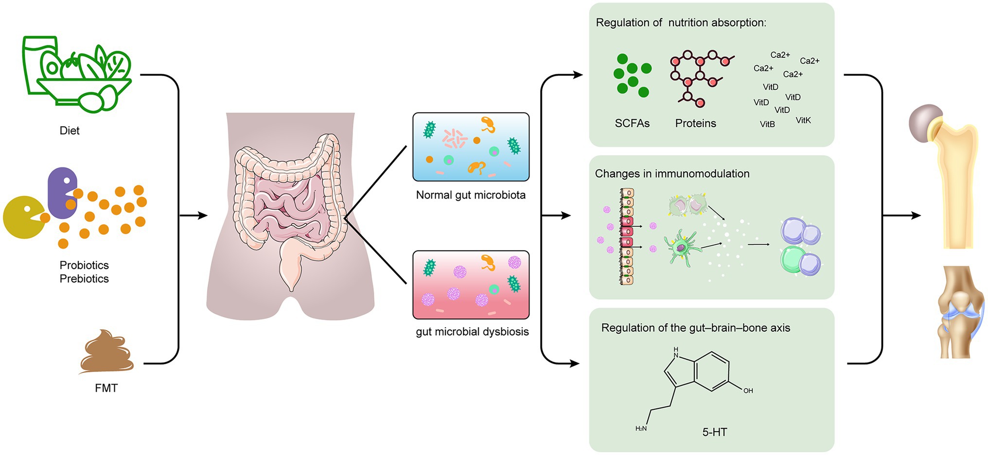 Frontiers  The interaction between dietary fiber and gut