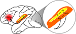 www.frontiersin.org