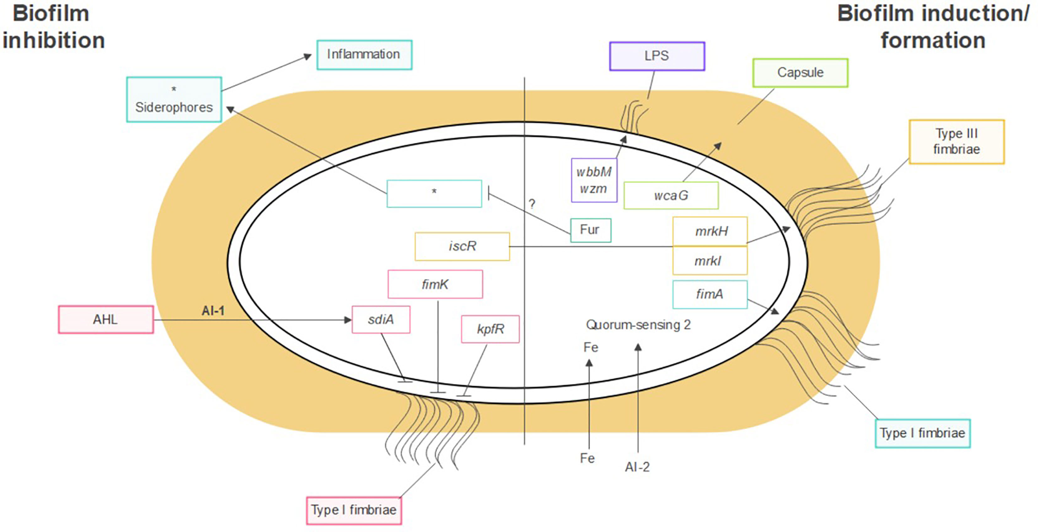 Frontiers | Klebsiella pneumoniae Biofilms and Their Role in Disease 