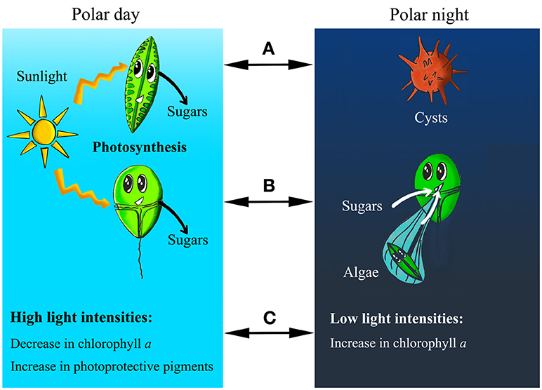 Figure 1 - (A) During polar night, sea ice algae produce cysts, which can survive until spring.