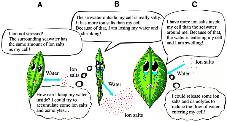 Figure 2 - (A) At normal seawater salinities, the algal cell naturally maintains its usual shape.