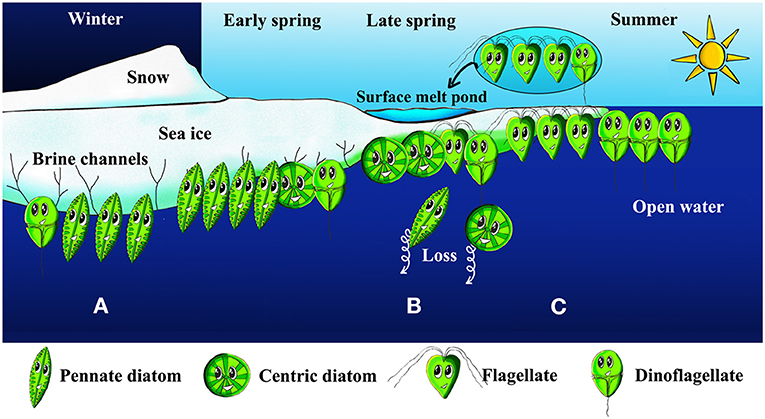 Figure 3 - Changes in salinity across seasons favor the growth of different types of sea ice algae.