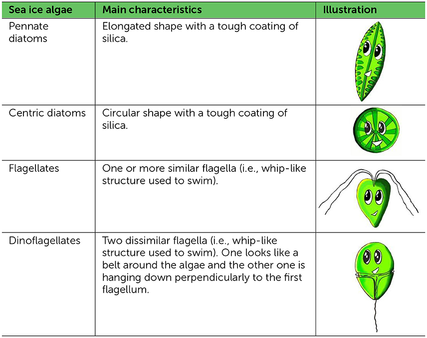 Table 1 - Classification of sea ice algae.