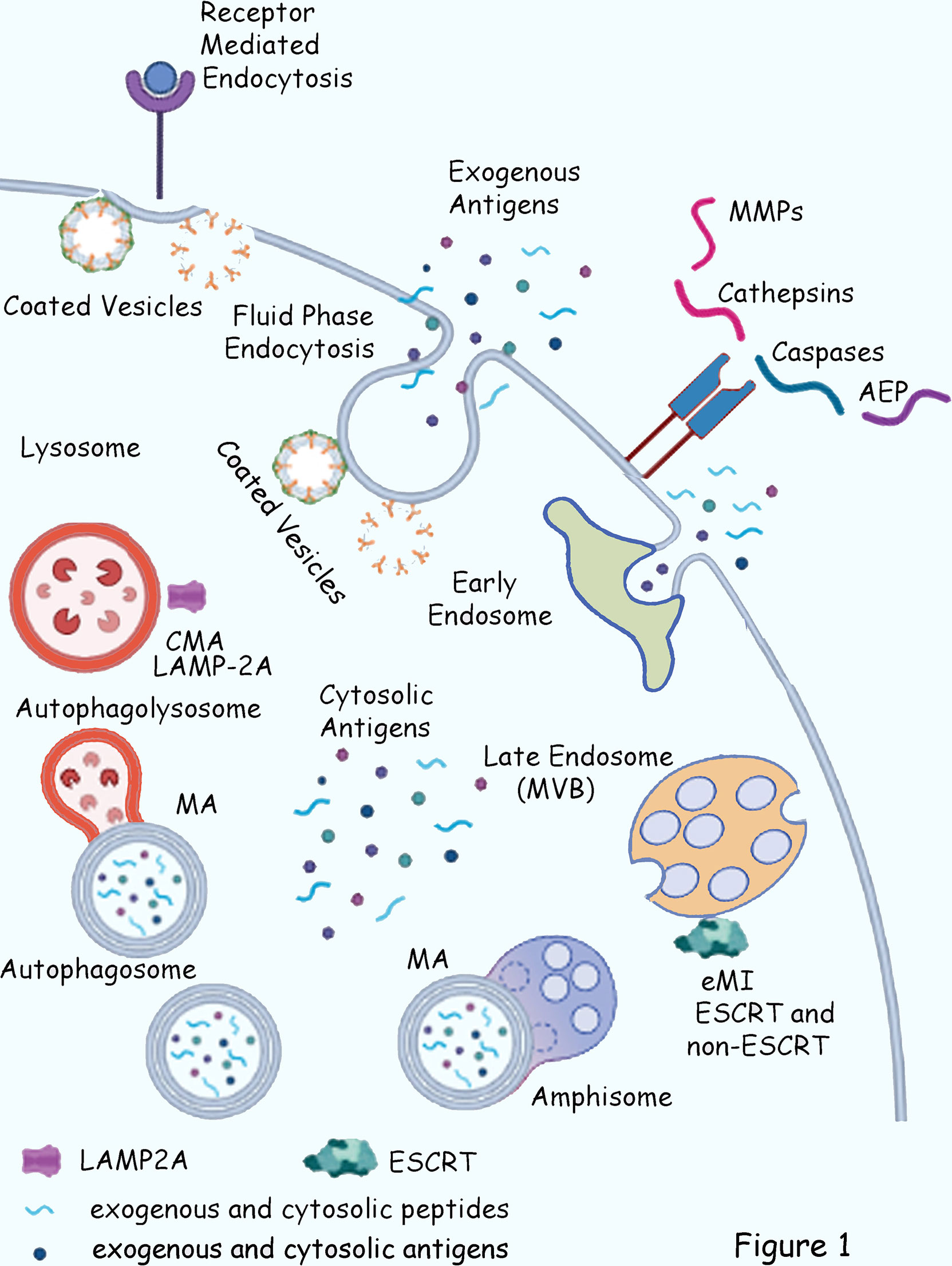 Dynamic interactome of the MHC I peptide loading complex in human