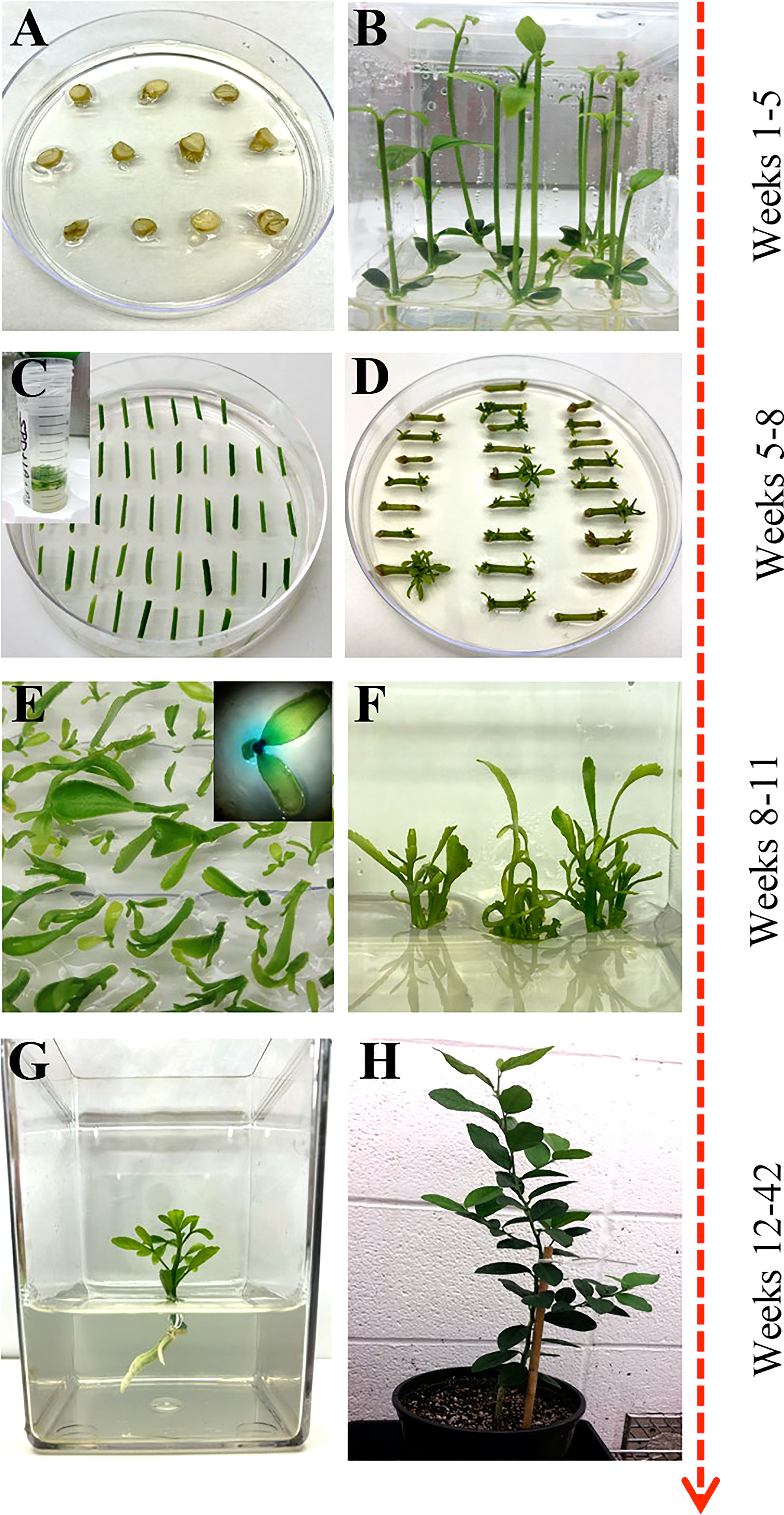 Frontiers A Versatile Agrobacterium based Plant Transformation System 