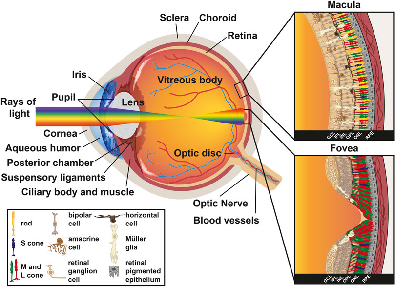 Frontiers  Patterning and Development of Photoreceptors in the