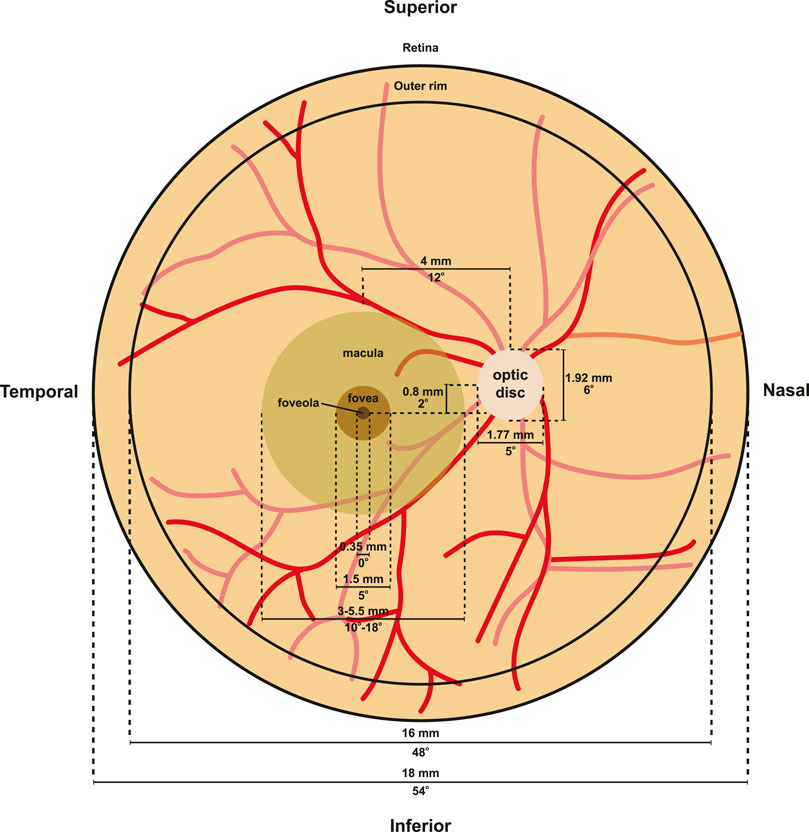 Frontiers  Exploring the Retinal Binding Cavity of