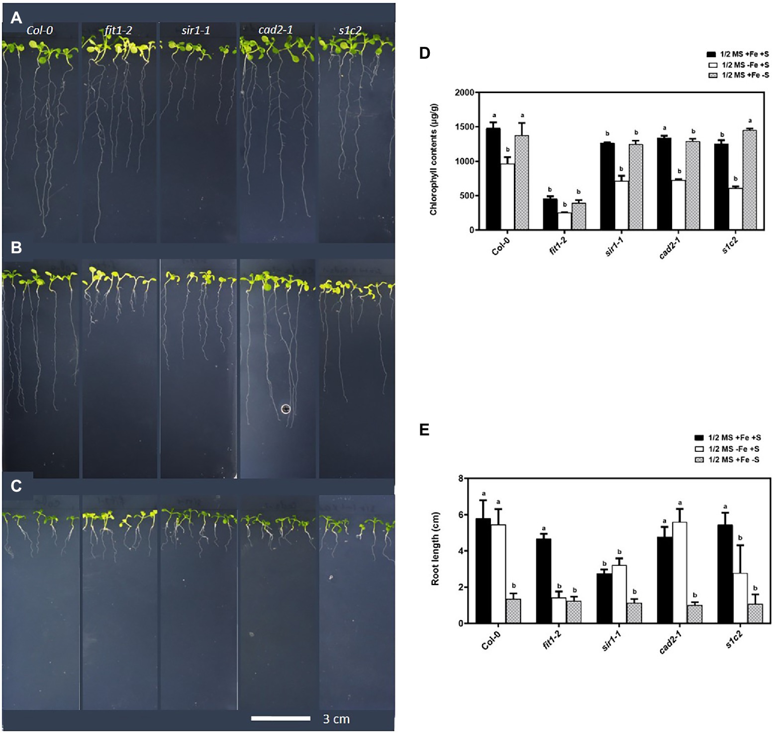 Changes in iron availability in Arabidopsis are rapidly sensed in