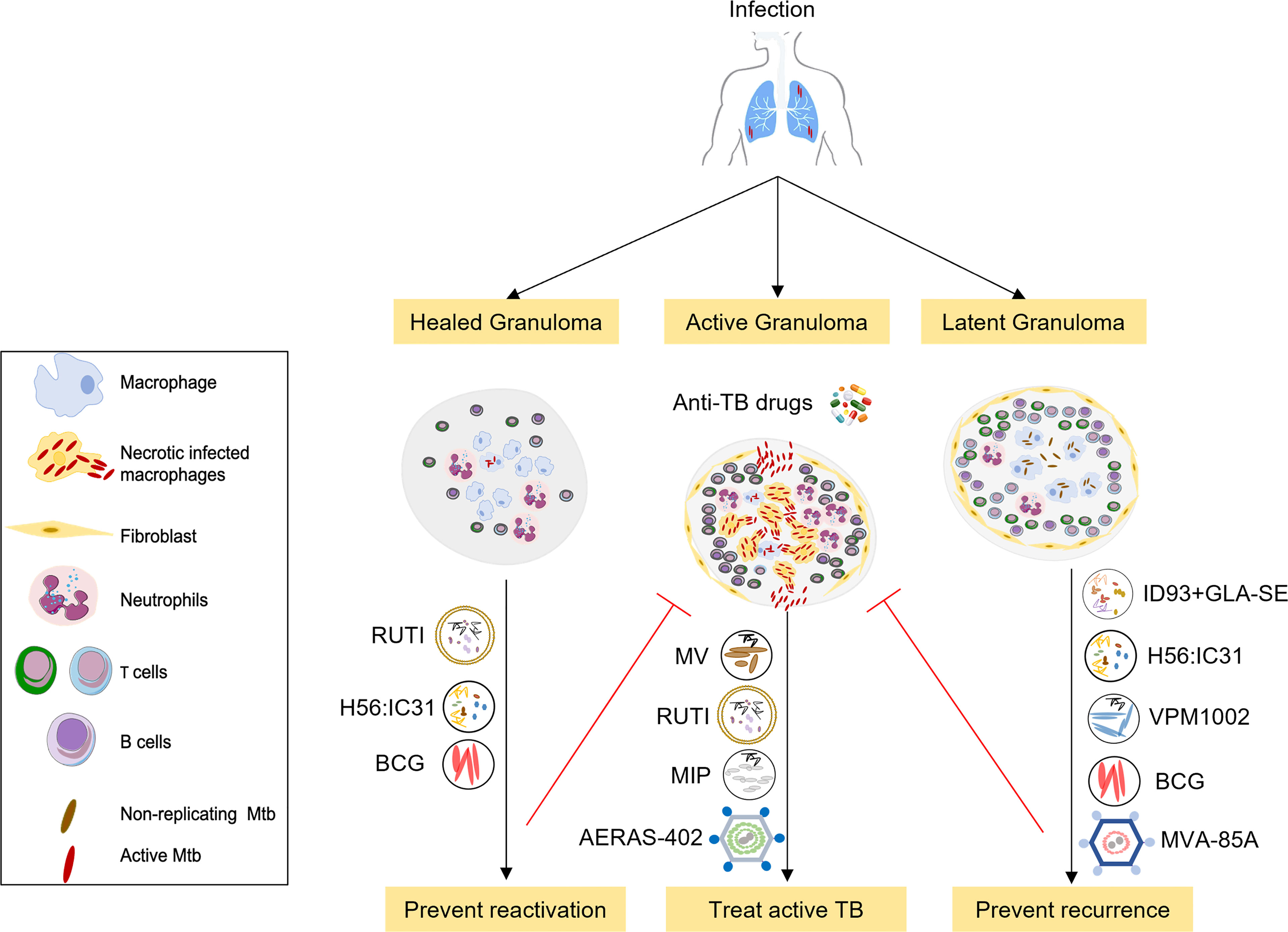 tuberculosis vaccine research articles