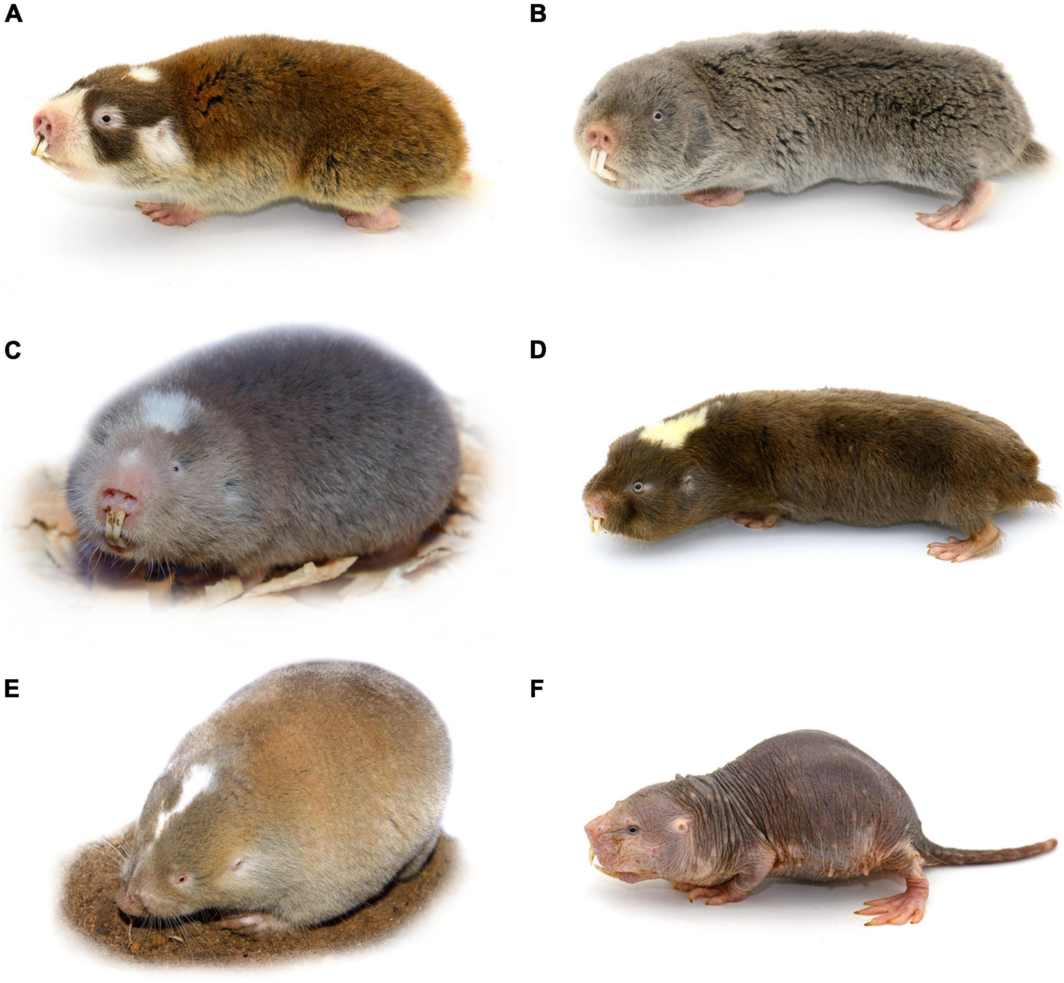 Biological Rhythm Measurements in Rodents