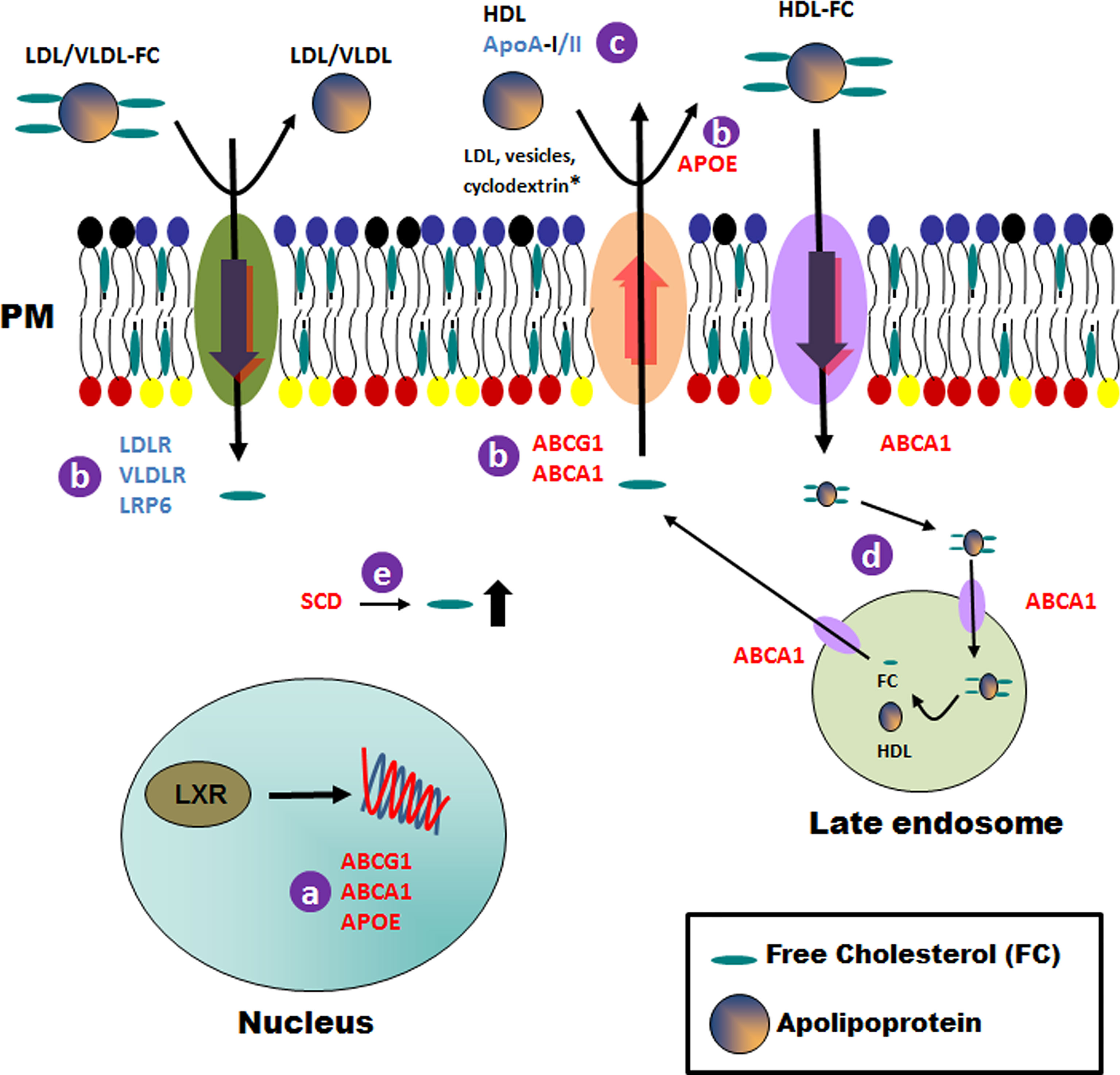 Frontiers Fatty acid uptake in Trypanosoma brucei: Host resources and possible mechanisms