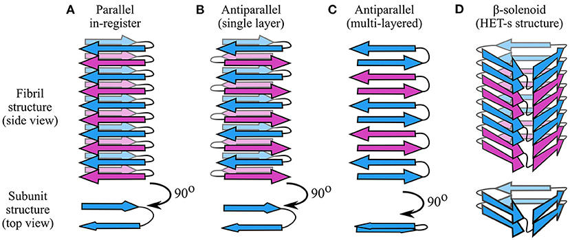 Frontiers  General Principles Underpinning Amyloid Structure