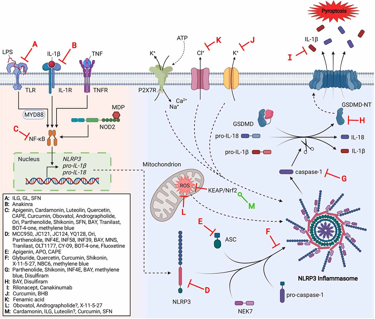 Frontiers | The NLRP3 Inflammasome Pathway: A Review of Mechanisms and ...