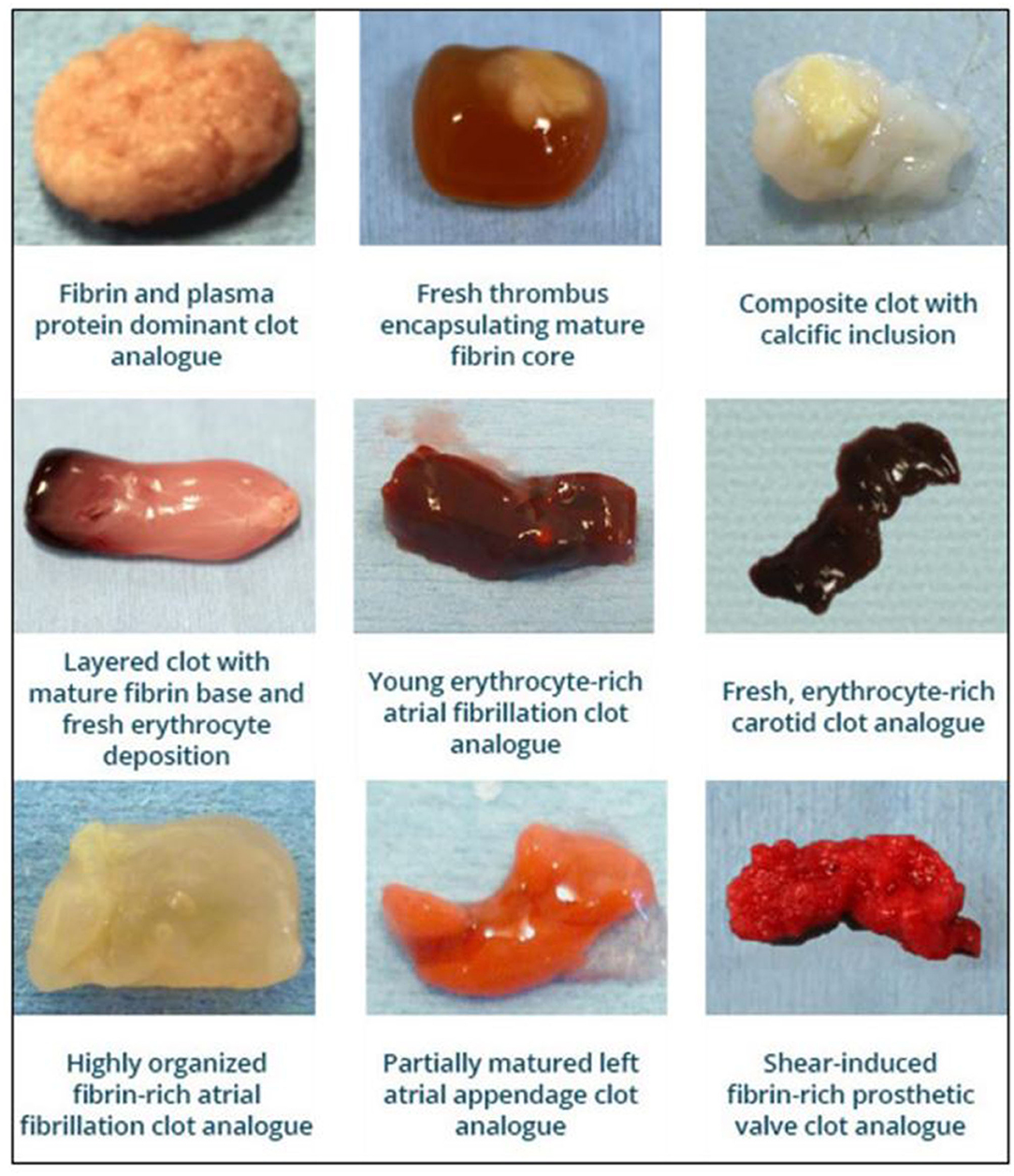 Frontiers  A Review of the Advancements in the in-vitro Modelling