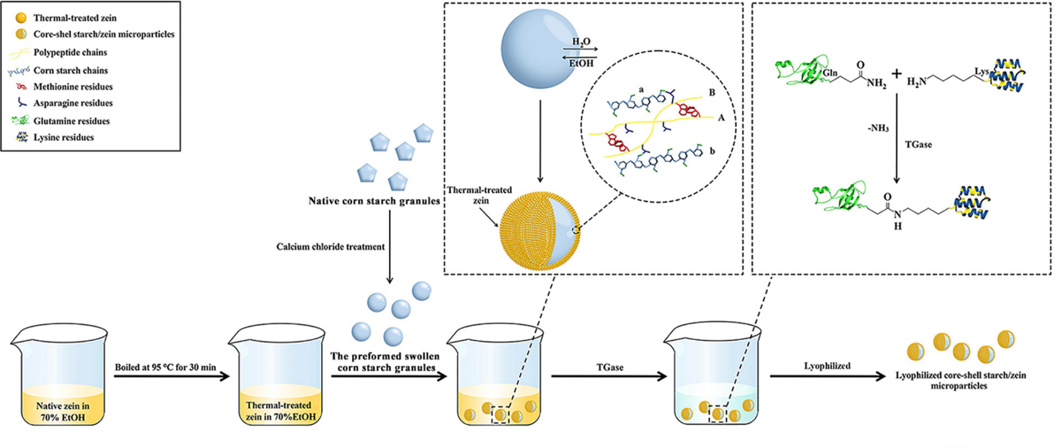 Pasting properties of blends of potato, rice and maize starches