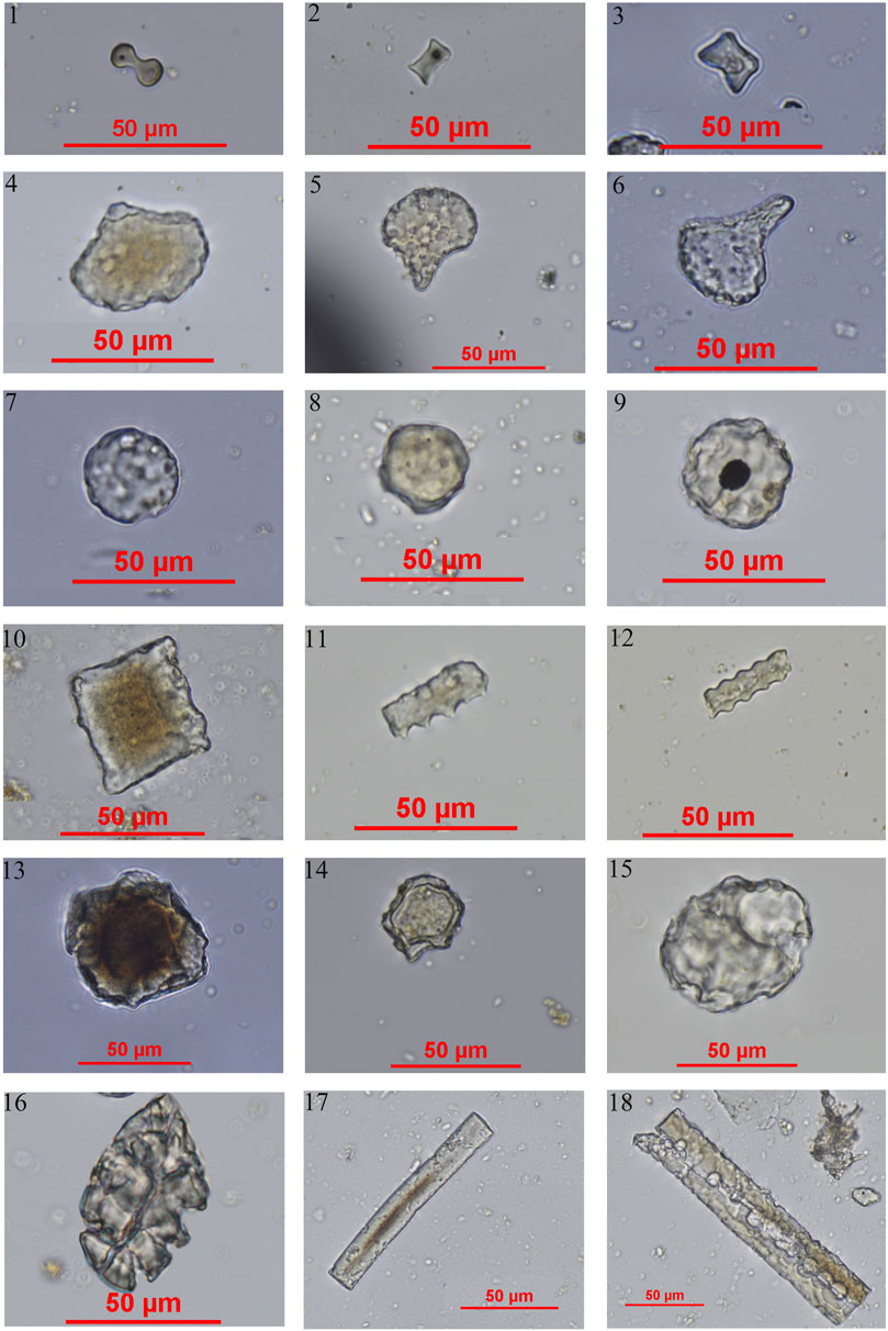 Frontiers | Plant Consumption by Early-Middle Neolithic Peoples in ...