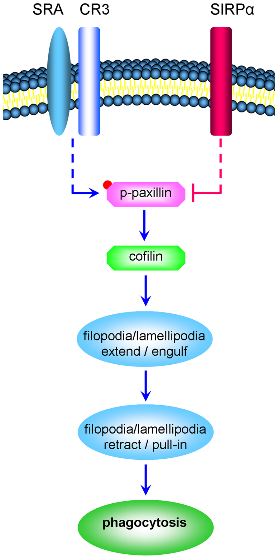 www.frontiersin.org