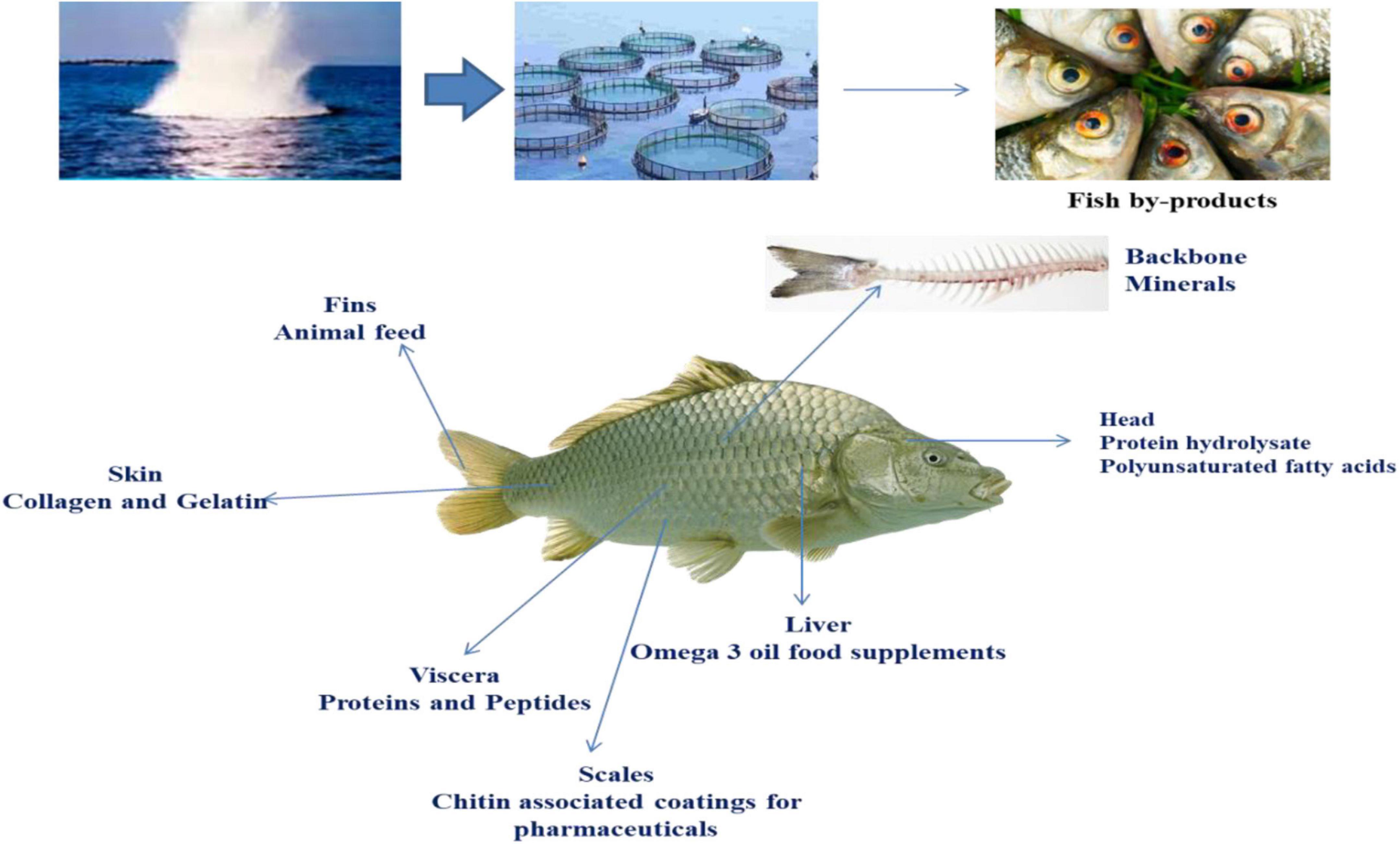 Frontiers  Seafood Discards: A Potent Source of Enzymes and