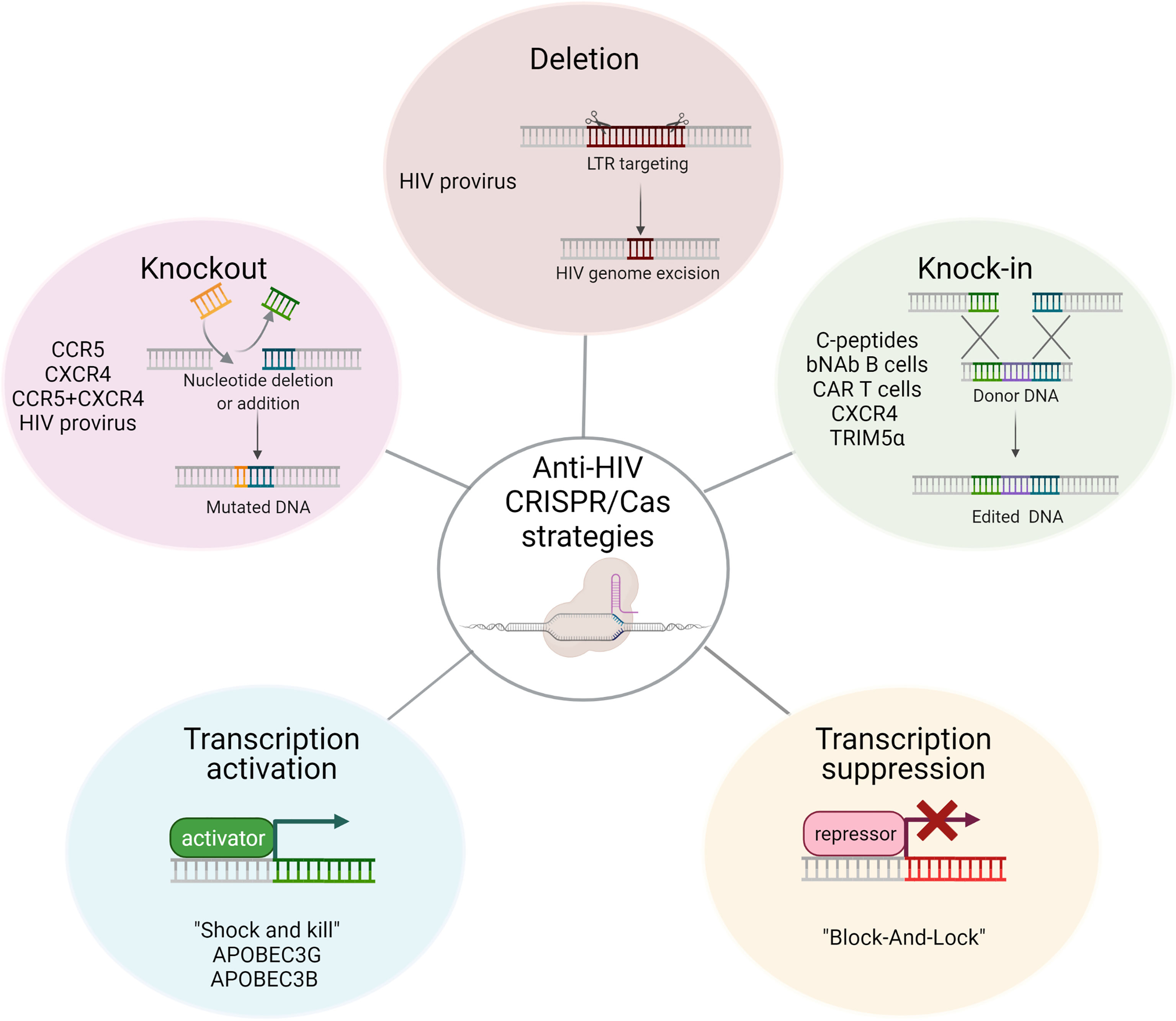 The CRISPR-Cas12a Platform for Accurate Genome Editing, Gene Disruption,  and Efficient Transgene Integration in Human Immune Cells