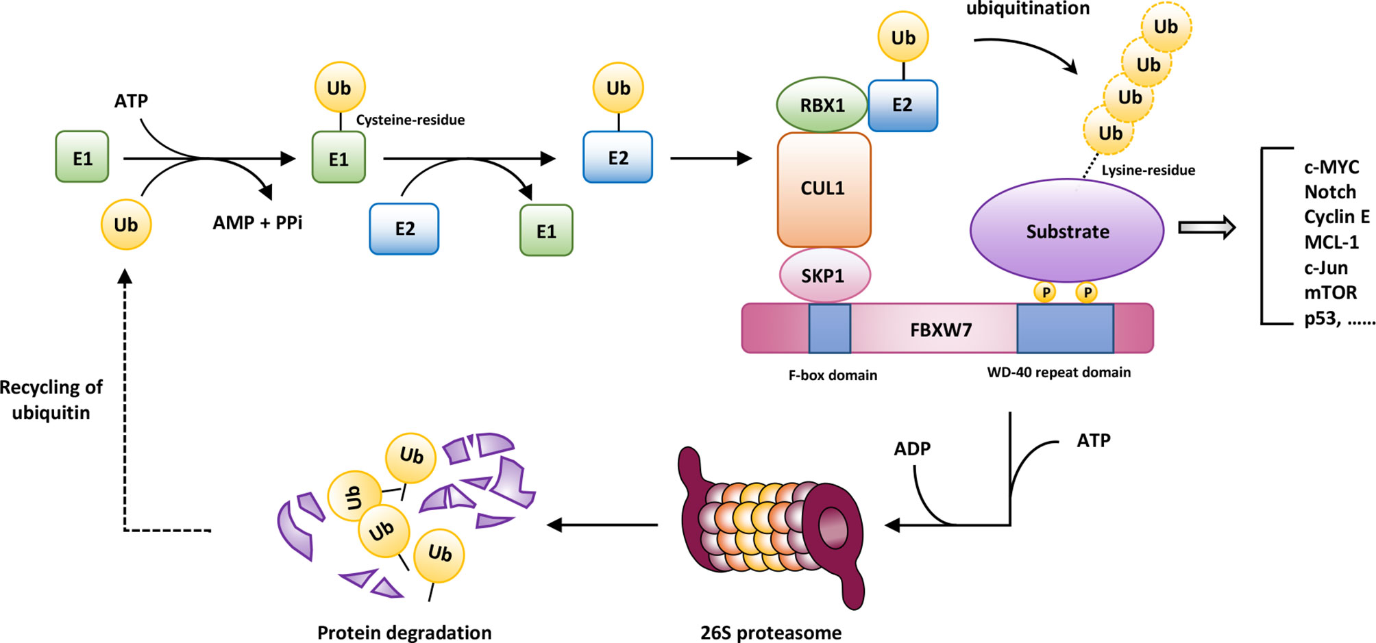 Aberrant activation of TRIP13-EZH2 signaling axis promotes stemness and  therapy resistance in multiple myeloma