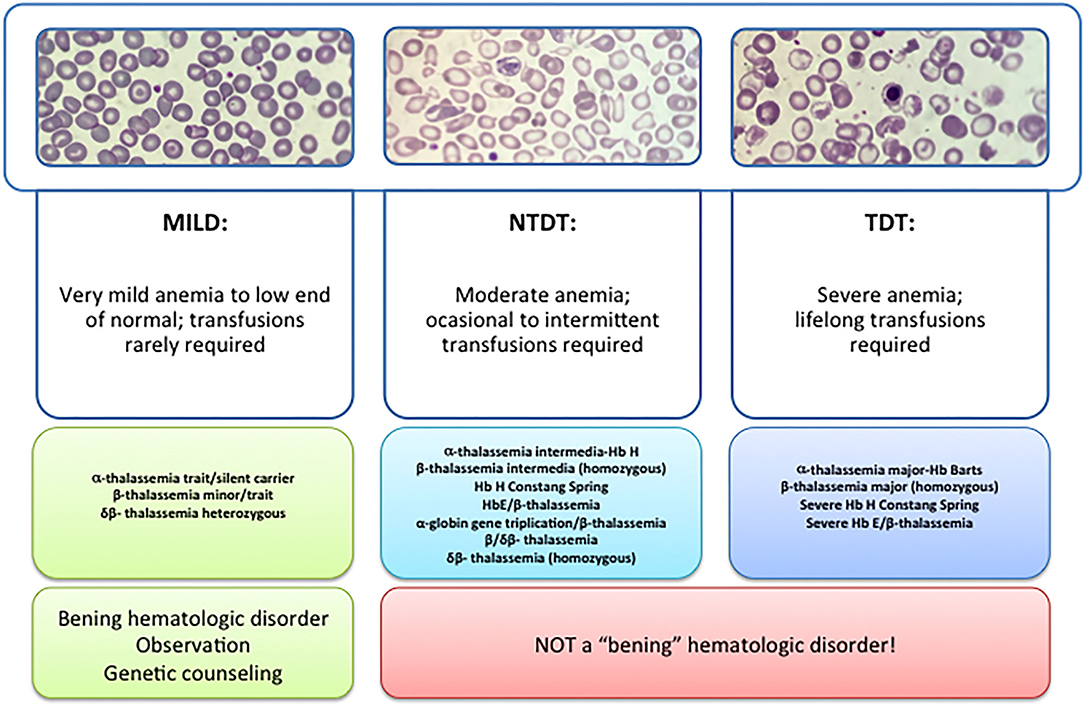 case study beta thalassemia