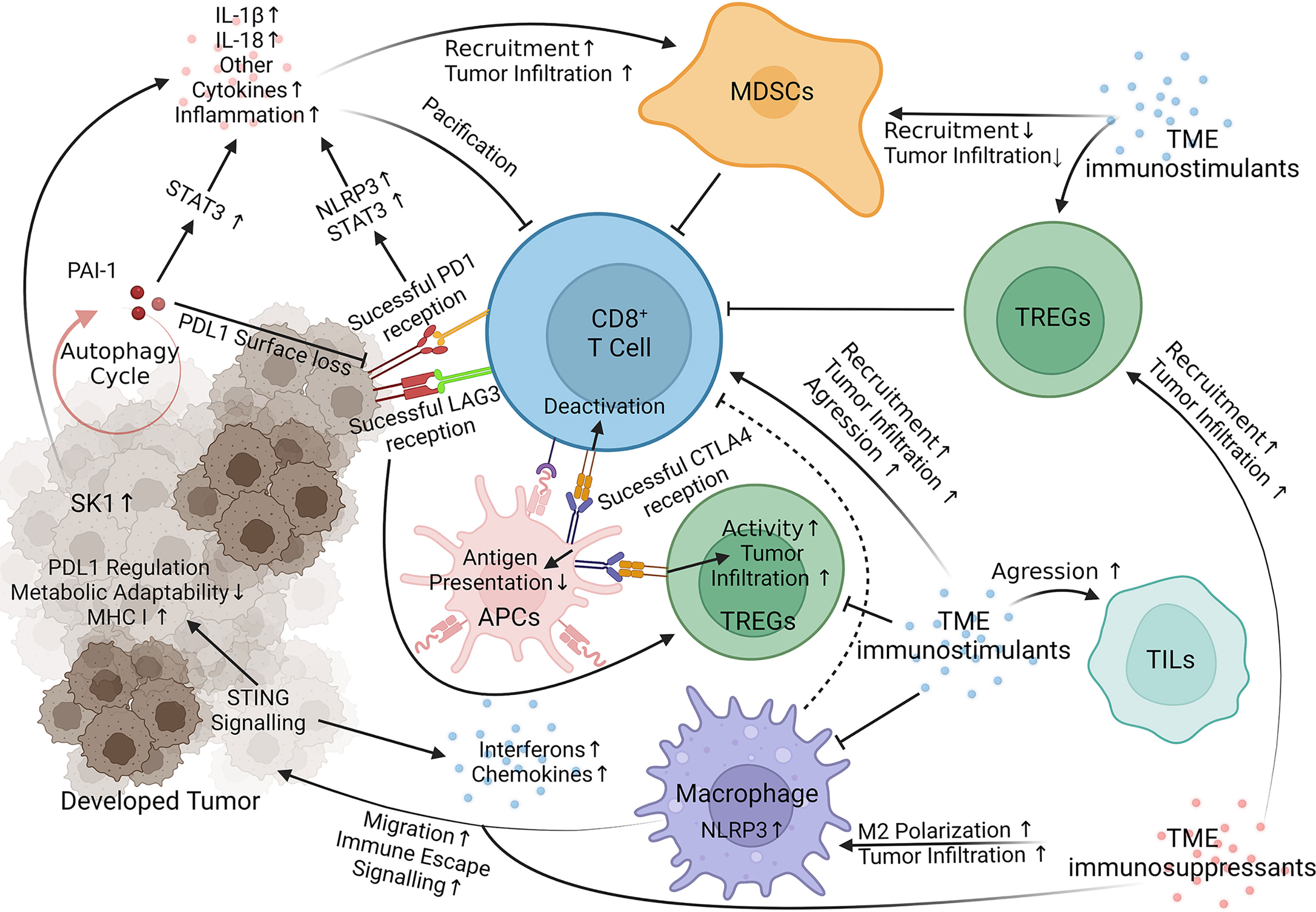 How melanoma evades the immune system