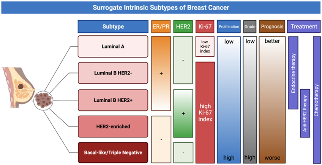 Noninvasive assessment of characteristics of novel anti-HER2