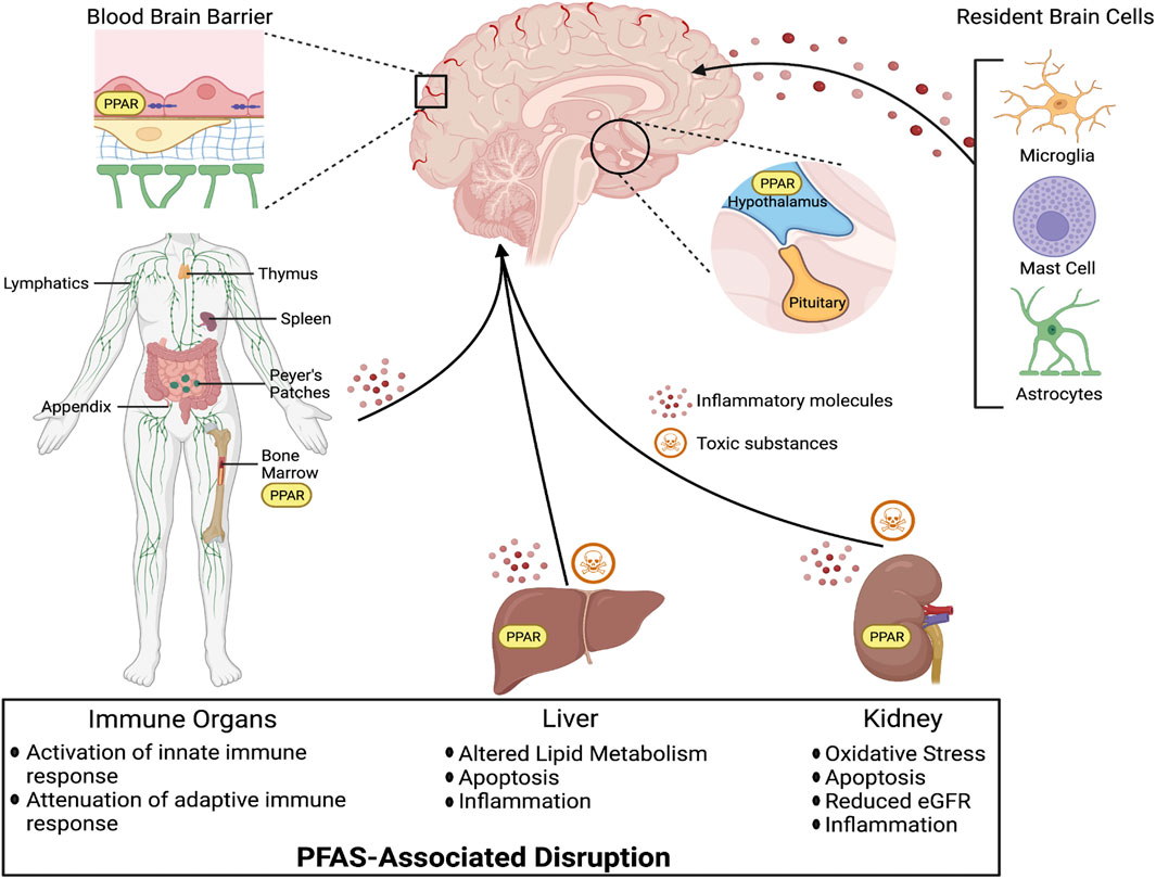 Global synergistic actions to improve brain health for human