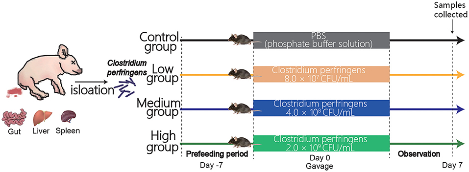 clostridium perfringens in food