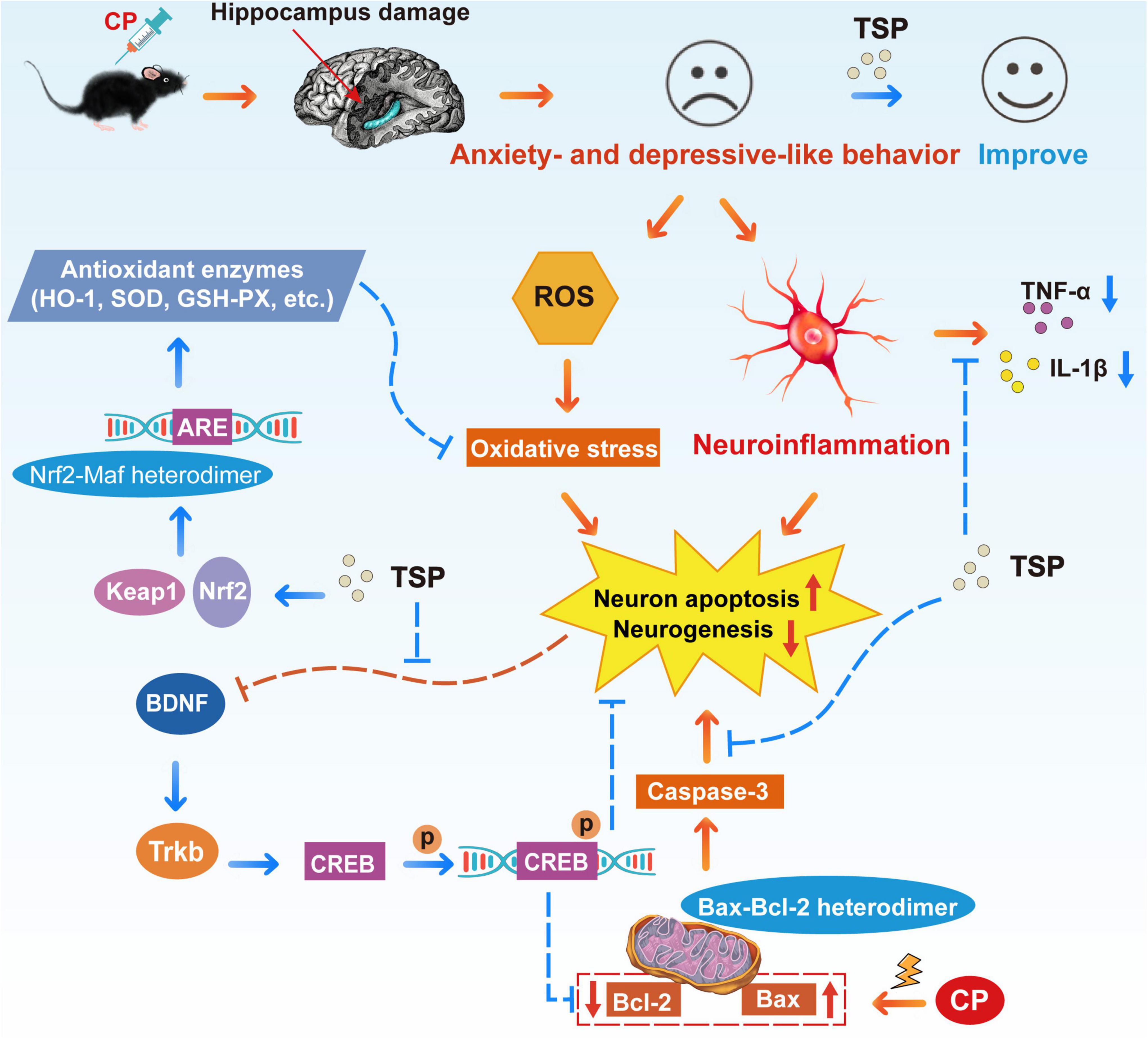 Frontiers  Experimental Social Stress: Dopaminergic Receptors, Oxidative  Stress, and c-Fos Protein Are Involved in Highly Aggressive Behavior